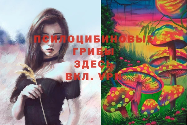 гашик Щигры